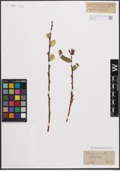 Foto von Salix daphnoides Vill.